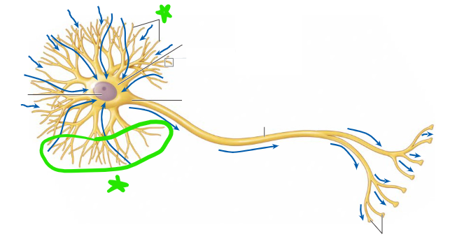 <p>Input zone of neuron; receives incoming signal</p>