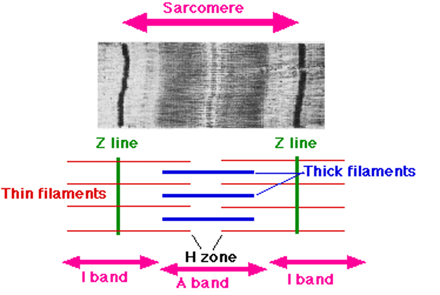 <p>the fundamental functional and contractile unit of striated muscle, bounded by Z-lines and containing overlapping thin actin filaments and thick myosin filaments</p>