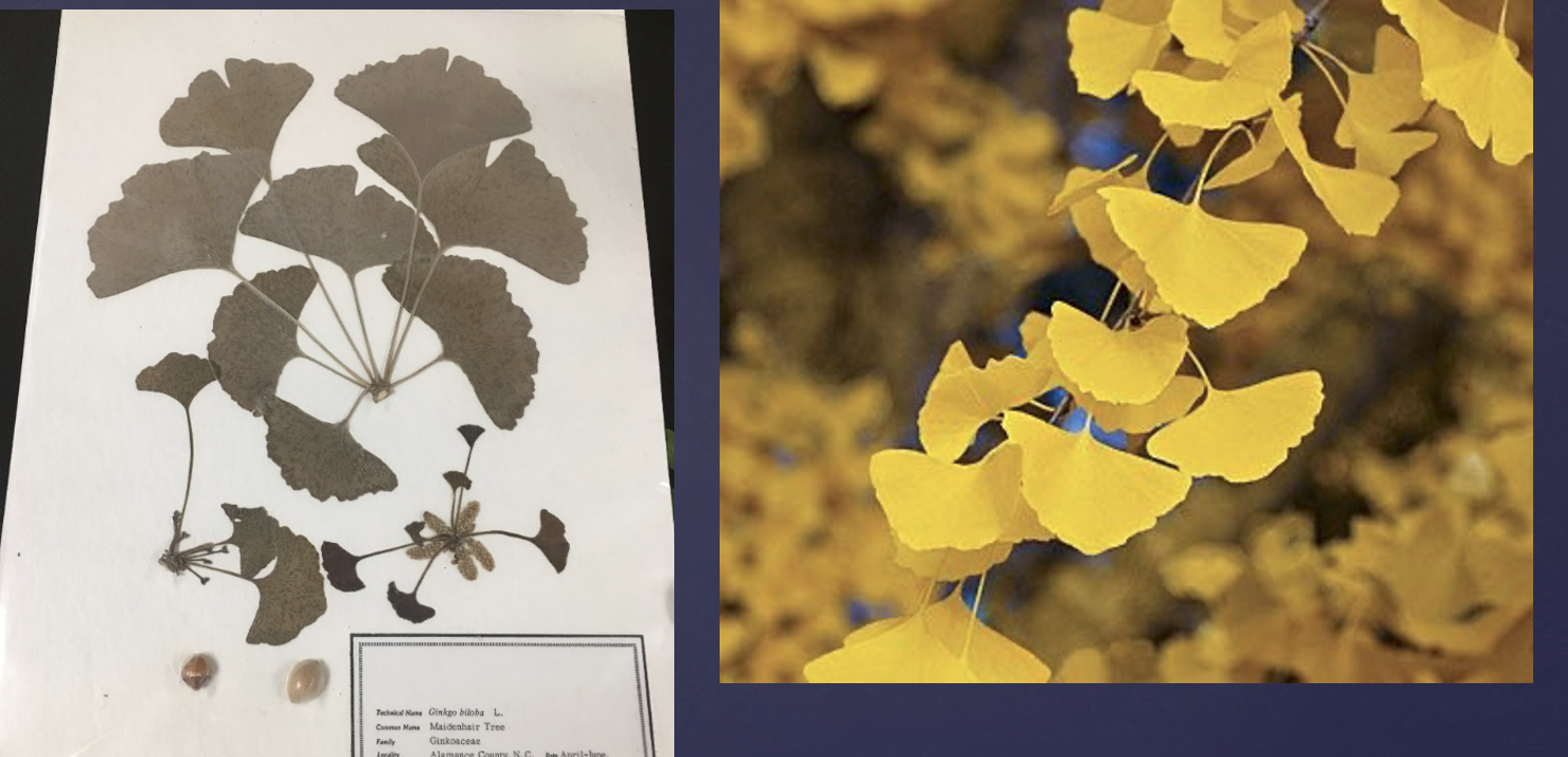 <p>One of the four phyla of gymnosperm</p><p>In lab, we observed the maidenhair tree (fans)</p>