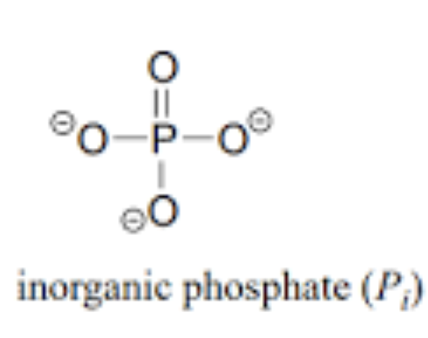 <ul><li><p>Also known as inorganic phosphate</p></li><li><p>No hydrogen ions</p></li><li><p>Found in cells</p></li></ul><p></p>