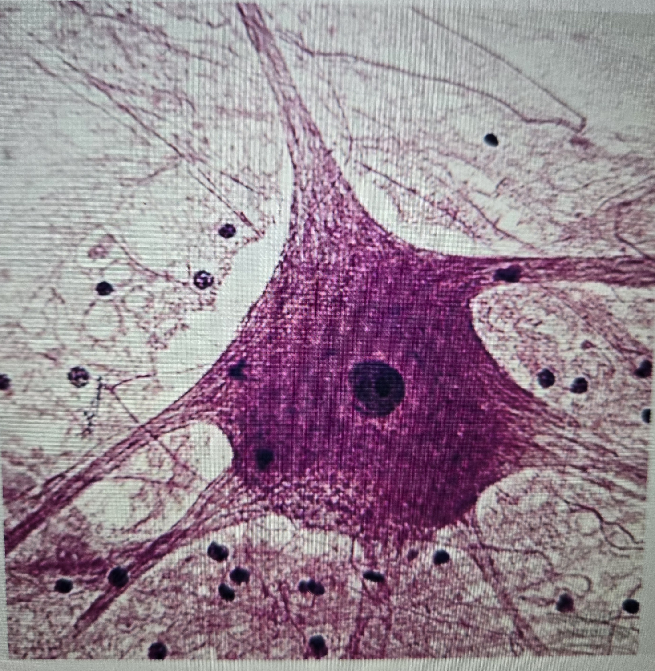 term image