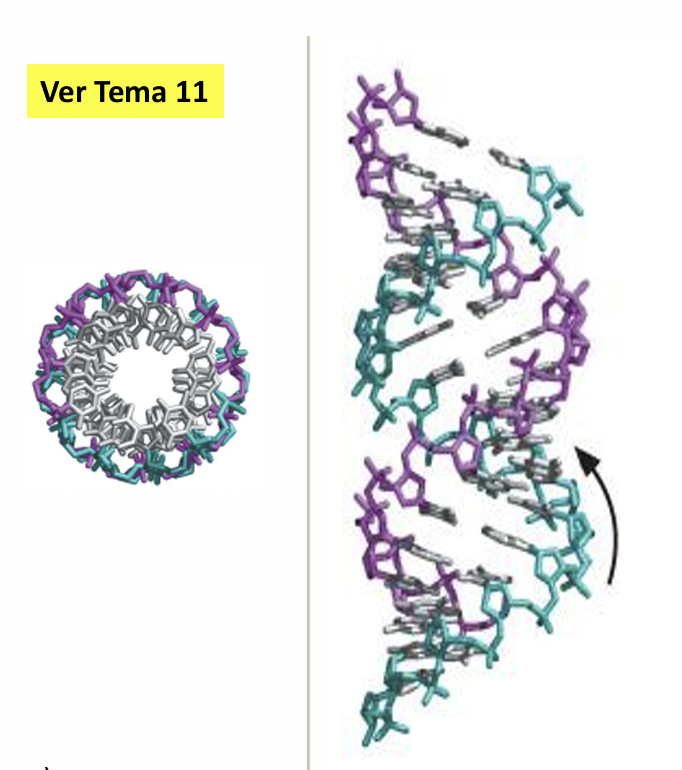 <ul><li><p><span><strong>Distancia entre pares de bases contiguos:</strong> Los pares están más juntos, separados por </span><span style="line-height: 1.15;"><strong>2.3 </strong></span><span><strong>Å</strong></span> (o <span style="line-height: 1.15;"><strong>0.26 nm</strong></span><span>, frente a los </span><span style="line-height: 1.15;">2.56 </span><span>Å</span><span style="line-height: 1.15;"> reflejados en los diagramas cristalográficos)</span></p></li><li><p><span><strong>Pares de bases por vuelta:</strong> Contiene <strong>11 pares de bases por vuelta</strong>.</span></p></li><li><p><span><strong>Longitud o paso de vuelta de hélice:</strong> Mide </span><span style="line-height: 1.15;"><strong>25</strong></span><span><strong> Å</strong></span><span style="line-height: 1.15;"><strong> a 28.2 </strong></span><span><strong>Å</strong></span> (o <span style="line-height: 1.15;"><strong>2.8 nm</strong></span><span>), en comparación con los </span><span style="line-height: 1.15;">34 </span><span>Å</span> (<span style="line-height: 1.15;">3.5 nm</span><span>) típicos del DNA en forma B</span></p></li></ul><p></p>