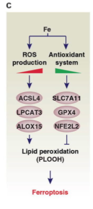 <p>Jern-afhængig celledød drevet af <strong>lipidperoxidation</strong>.</p>
