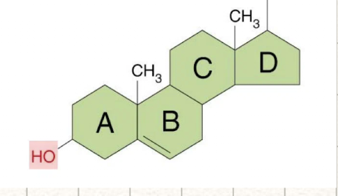 <p>three 6-carbon rings + one 5-carbon ring</p><ul><li><p>key fxn: structural in cell membrane of eukaryotic cells</p></li><li><p>cholesterol, hormones, some vitamins</p></li></ul><p></p>