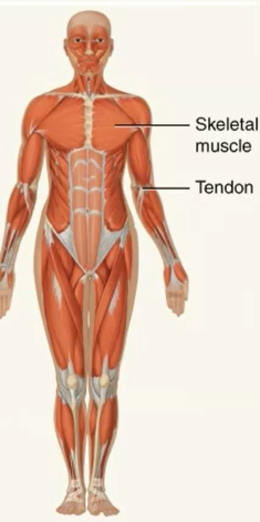 <p>Participates in body movements such as walking</p><p>maintains posture</p><p>produces heat </p><p></p>