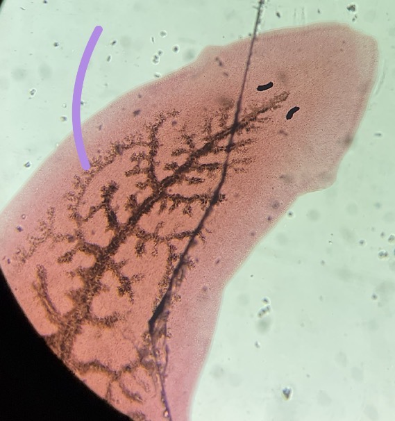 <p>What is this </p>