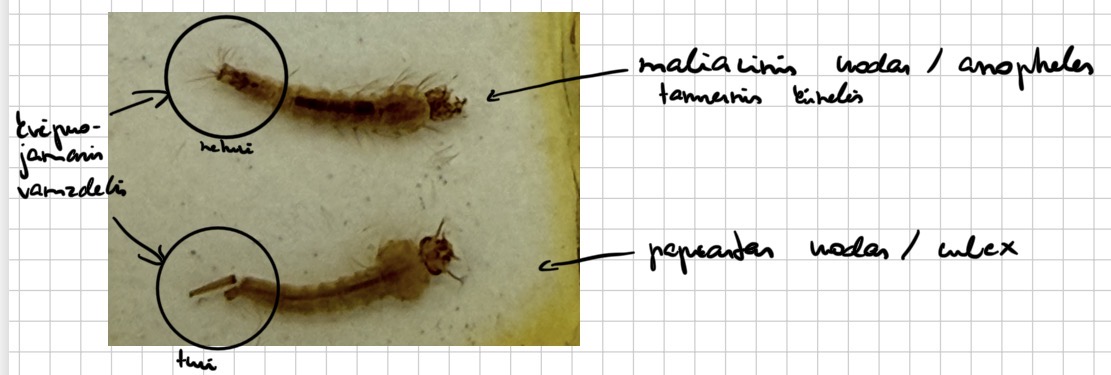 <p>Culex ir anopheles lerva</p>