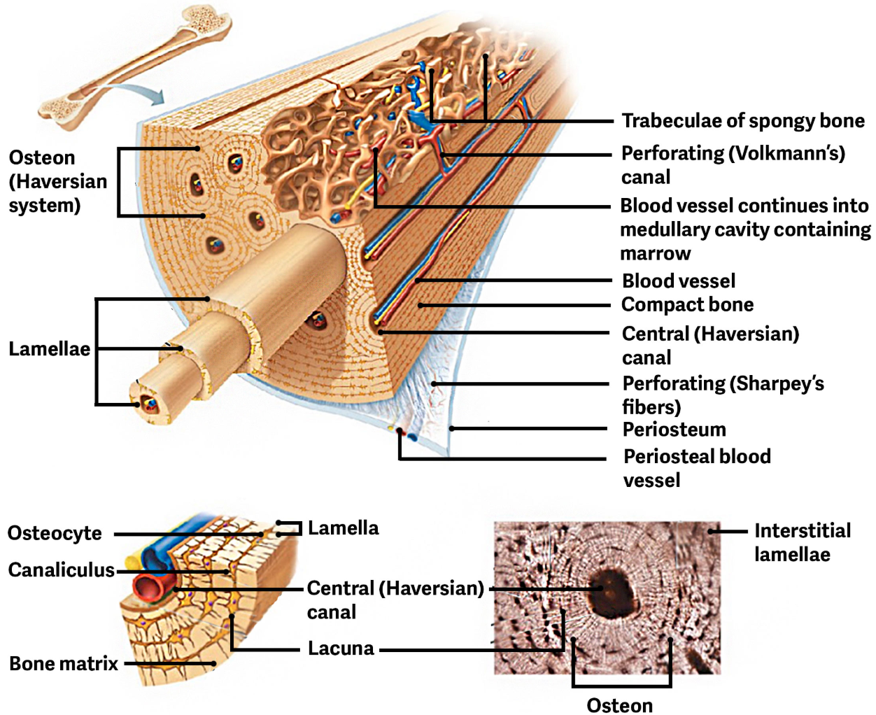 <p>The solid outer layer of the bone</p><ul><li><p>Is a layer of <span style="color: rgb(81, 164, 207);">spongy bone</span> that is thickest at the ends of the bone.</p><ul><li><p>Ends of each bone is called Proximal and Distal <span style="color: rgb(81, 164, 207);">Epiphysis.</span></p></li></ul></li><li><p>Contains many <span style="color: rgb(81, 164, 207);">Osteons</span> ( Haversian Systems )</p></li></ul><p></p>