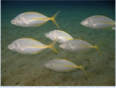 <p>White trevally</p>