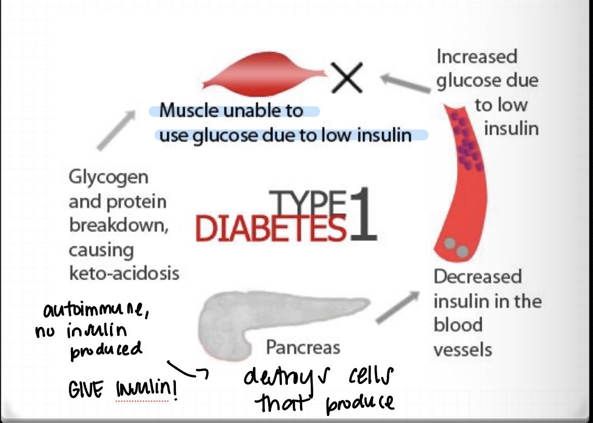 <ul><li><p>muscle unable to use glucose due to low insulin </p></li><li><p>increased glucose due to low insulin </p></li></ul><p></p>