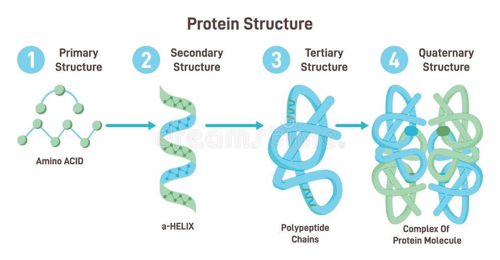 <p>two or more polypeptide chains associating through noncovalent forces such as ionic bonds or hydrophilic/hydrophobic interactions</p><p>Only occurs in some proteins </p>