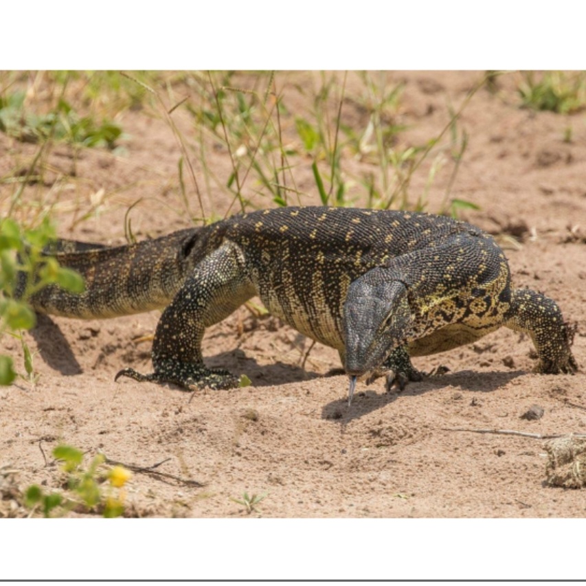 <p>name this animal</p>