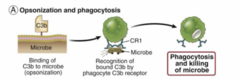 <p>covalent binding of C3b to microbe (opsonization) causes recognition of bound C3b by phagocyte C3b receptors (ex. complement receptor 1/CR1) and results in phagocytosis and killing of the microbe</p>