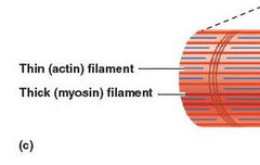 <p>microfilaments that are the smallest cytoskeleton filaments and are important for muscle contraction</p>
