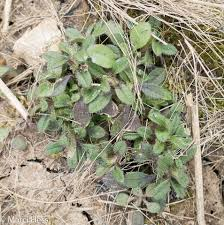 <p><span>Cerastium vulgatum</span></p>