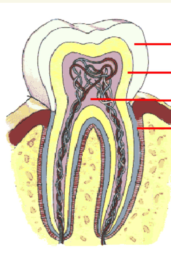 <p>label the 4 red lines on the right</p>