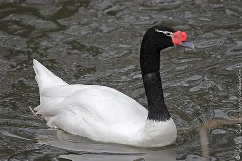 <p>Cygne à cou noir</p>