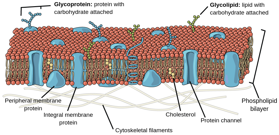 <p>plasma membrane</p>