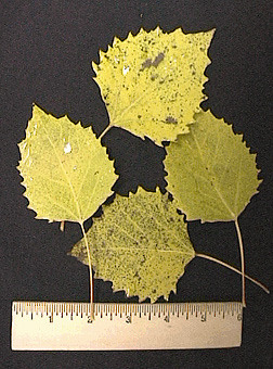 <p>Strongly toothed leaf margins; upland pioneer reproducing via root suckers.</p>