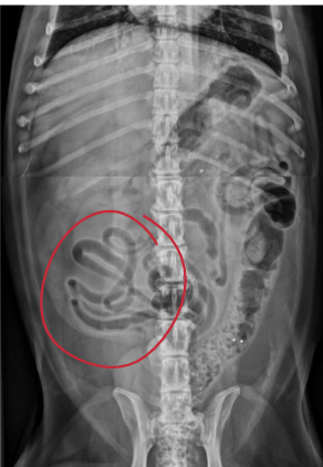 <p>What is the ‘‘mass effect’’ abnormality on this radiograph, what condition does it signal to? (dog)</p>