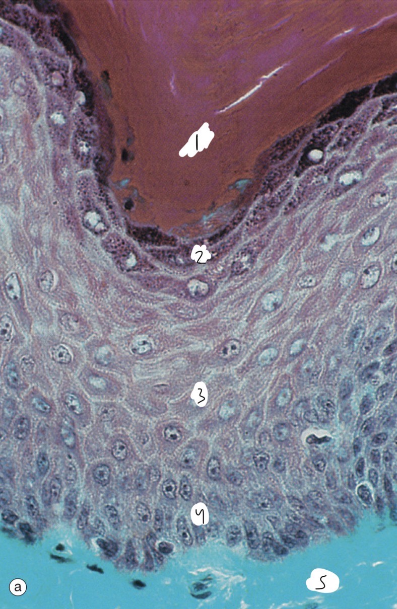 <p>Identify the layers?</p>