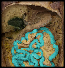 <p>ruột non</p>