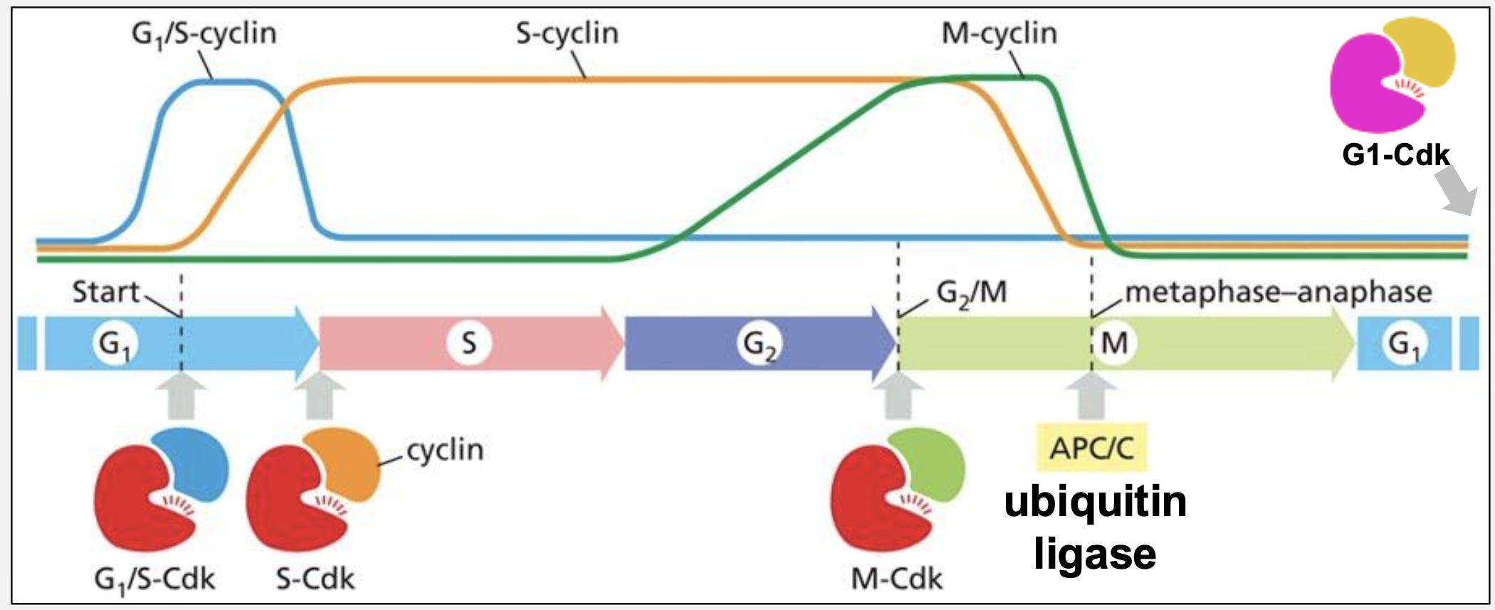 <p>Identify four major cyclin–Cdk complexes and their roles.</p>