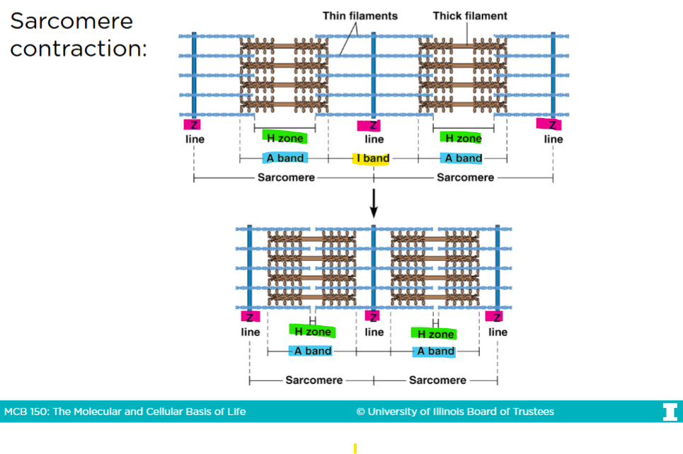 <p>-In an uncontracted sacromere, there is a very big <span style="color: green;"><strong>H-zone </strong></span></p><p><span style="color: rgb(255, 255, 255);">-When myosins are given ATPs, they get closer to the <strong>barbed (+) end</strong> of the actin filaments </span></p><ul><li><p>The barbed end in the actin filaments are anchored into the <span style="color: rgb(150, 18, 67);"><strong>Z-lines (or disk)</strong></span></p></li></ul><p>-After sacromere contraction, the <span style="color: green;"><strong>H-zone </strong></span><span style="color: rgb(255, 255, 255);">virtually disappears, the </span><span style="color: yellow;"><strong>I-band</strong></span><span style="color: rgb(248, 248, 248);"><strong> </strong></span><span style="color: rgb(255, 255, 255);">and the sacromere itself shrinks, but the </span><span style="color: rgb(27, 175, 169);"><strong>A-band </strong></span><span style="color: rgb(255, 255, 255);">remains the same</span></p>