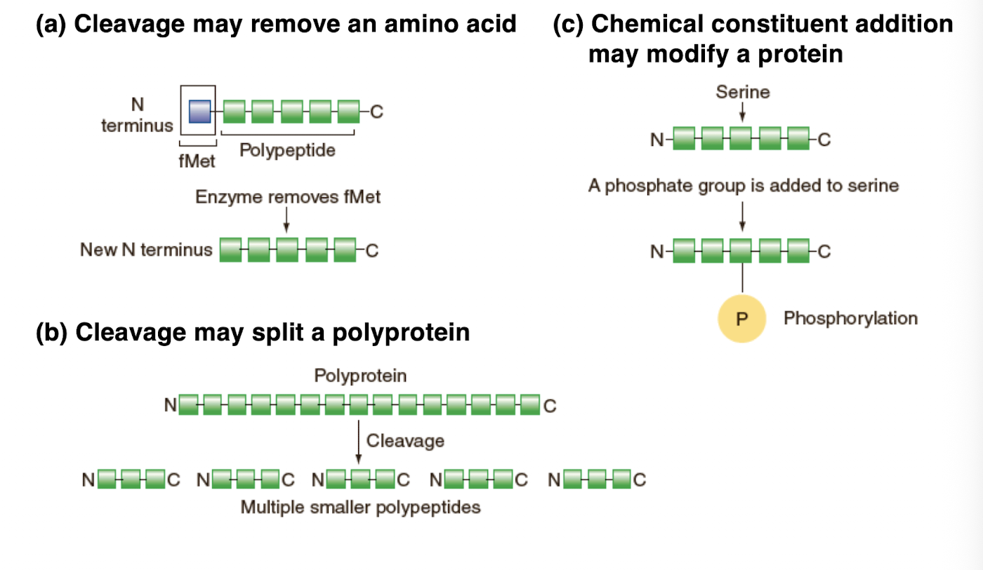 <p>-modifies the structure of the polypeptide chain </p><p>-cleavage may remove an amino acids</p><p>-cleavage may split a polyprotein</p><p>-Chemical constituent addition may modify a protein</p>