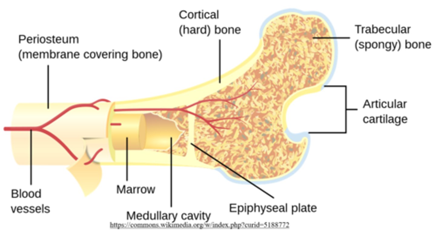 <p>cortical</p>