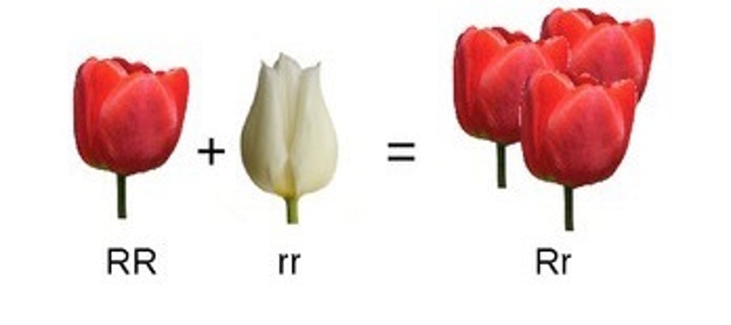 <p>One trait completely hides the other (e.g., brown eyes over blue eyes).</p>