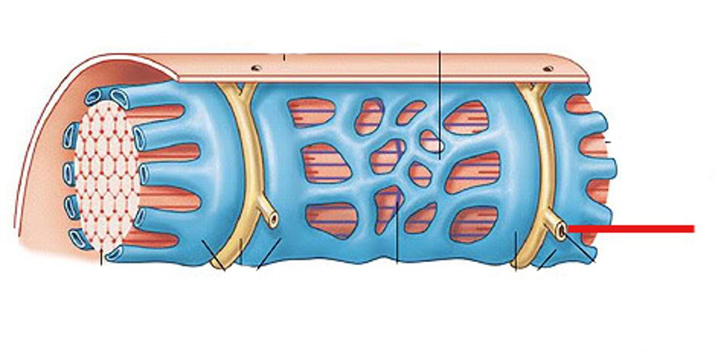 <p>Deep invaginations of the sarcolemma that run between each pair of terminal cisterns</p>