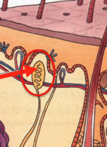 <p>touch receptors in the dermis</p>