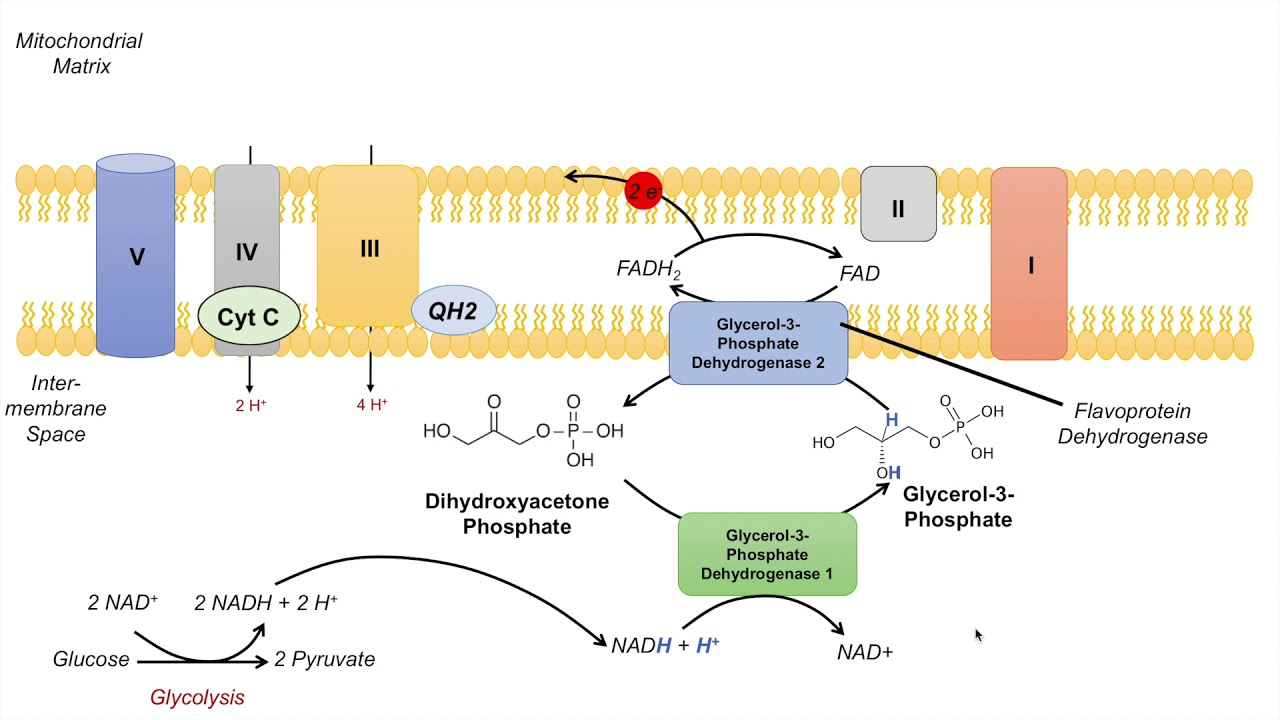 <p>In the first oxidation step, <strong>acyl-CoA dehydrogenase</strong>, a flavoprotein that contains FAD, catalyzes the formation of a double bond between the alpha and beta carbons. This reaction reduces FAD to FADH₂, which then donates electrons to the electron transport chain via ubiquinone (Q → QH₂)</p><p>How is this analogous to the glycerol 3-phosphate shuttle</p>