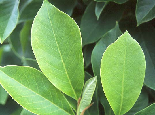 <p>Magnolia xsoulangeana</p>