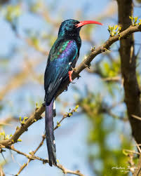 <p>Wood-hoopoe</p>