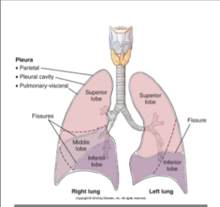 <p>Pulmonary or visceral pleura</p>