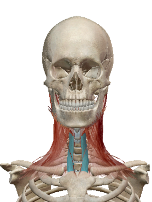 <p>Sternothyroid action</p>