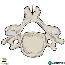 <p>The bony projection pointing backward and downward from the back of each vertebra.</p>
