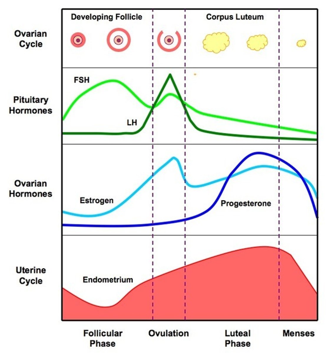 <p>increasing the likelihood that specific behaviors occur in the presence of precise stimuli</p>