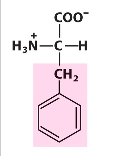 <p><span>Nonpolar amino acid. [Phe, F]</span></p>