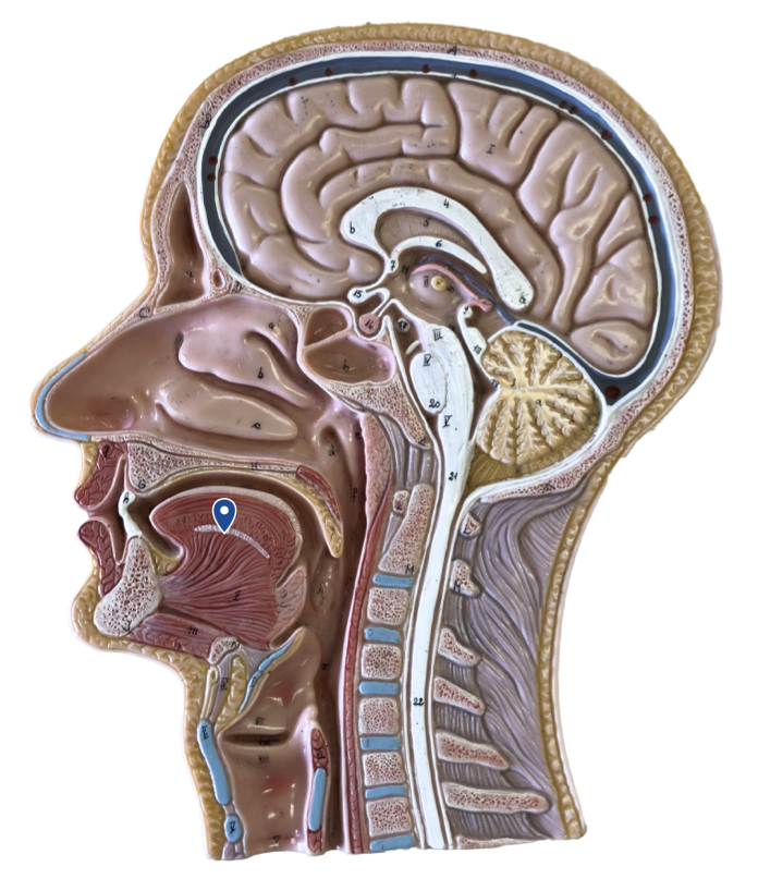 <p>Name this organ.</p>