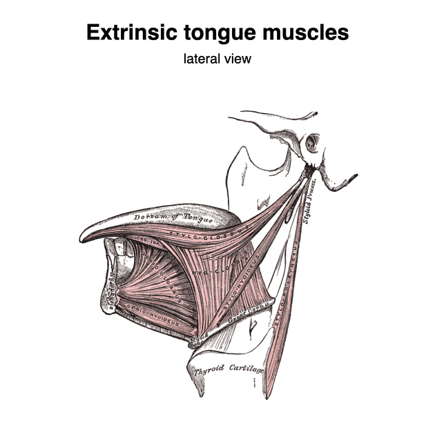 <p>What are the extrinsic muscles of the tongue</p>