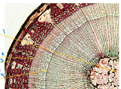 <ol><li><p>Name 1</p></li><li><p>Name 2</p></li></ol><p></p>