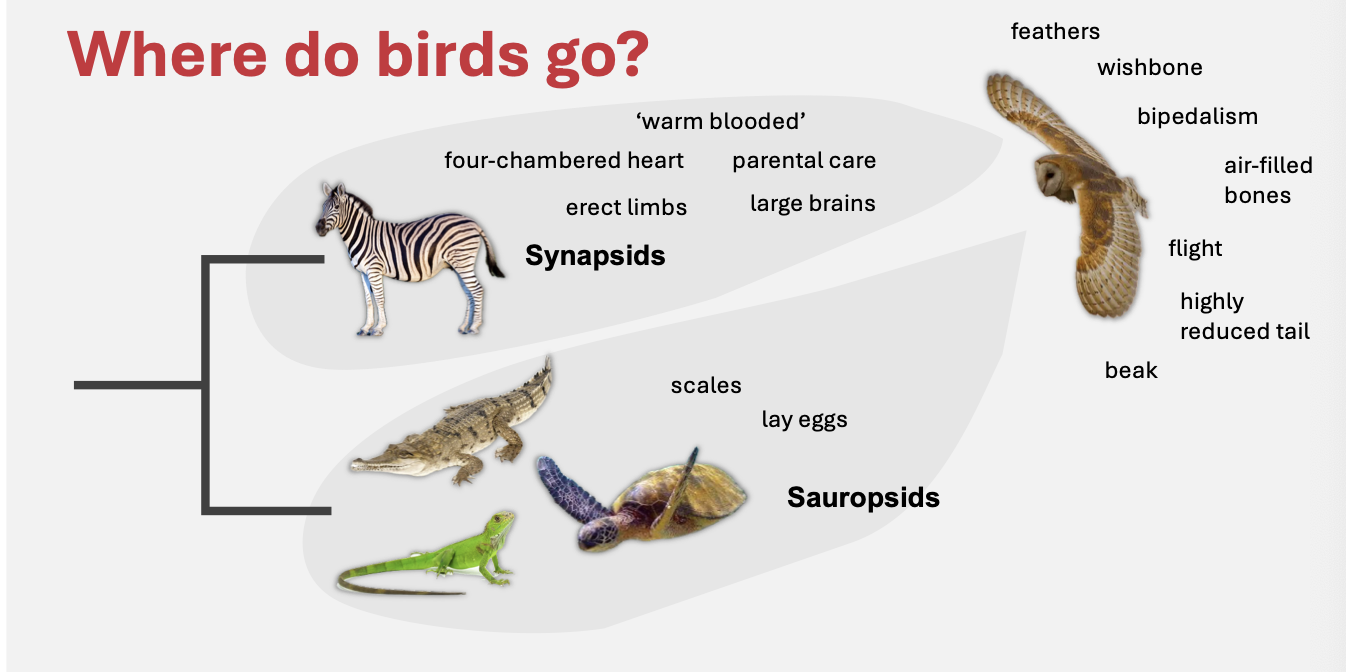 <ul><li><p class="Paragraph SCXO96844618 BCX4" style="text-align: left;"><span style="background-color: inherit; line-height: 19.55px;">Domain: Eukarya</span><span style="line-height: 19.55px;">&nbsp;</span></p></li><li><p class="Paragraph SCXO96844618 BCX4" style="text-align: left;"><span style="background-color: inherit; line-height: 19.55px;">Kingdom: Animalia</span><span style="line-height: 19.55px;">&nbsp;</span></p></li><li><p class="Paragraph SCXO96844618 BCX4" style="text-align: left;"><span style="background-color: inherit; line-height: 19.55px;">Phylum: Chordata</span><span style="line-height: 19.55px;">&nbsp;</span></p></li><li><p class="Paragraph SCXO96844618 BCX4" style="text-align: left;"><span style="background-color: inherit; line-height: 19.55px;">Subphylum: Vertebrata</span><span style="line-height: 19.55px;">&nbsp;</span></p></li><li><p class="Paragraph SCXO96844618 BCX4" style="text-align: left;"><span style="background-color: inherit; line-height: 19.55px;">Clade: Tetrapoda</span><span style="line-height: 19.55px;">&nbsp;</span></p></li><li><p class="Paragraph SCXO96844618 BCX4" style="text-align: left;"><span style="background-color: inherit; line-height: 19.55px;">Clade: Amniota</span><span style="line-height: 19.55px;">&nbsp;</span></p></li><li><p class="Paragraph SCXO96844618 BCX4" style="text-align: left;"><span style="background-color: inherit; line-height: 19.55px;">Clade: Diapsida (reptile group)</span><span style="line-height: 19.55px;">&nbsp;</span></p></li><li><p class="Paragraph SCXO96844618 BCX4" style="text-align: left;"><span style="background-color: inherit; line-height: 19.55px;">Clade: Dinosauria</span><span style="line-height: 19.55px;">&nbsp;</span></p></li><li><p class="Paragraph SCXO96844618 BCX4" style="text-align: left;"><span style="background-color: inherit; line-height: 19.55px;">Class: Aves</span><span style="line-height: 19.55px;">&nbsp;</span></p></li></ul><p></p>