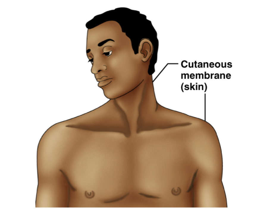 <p>skin</p>