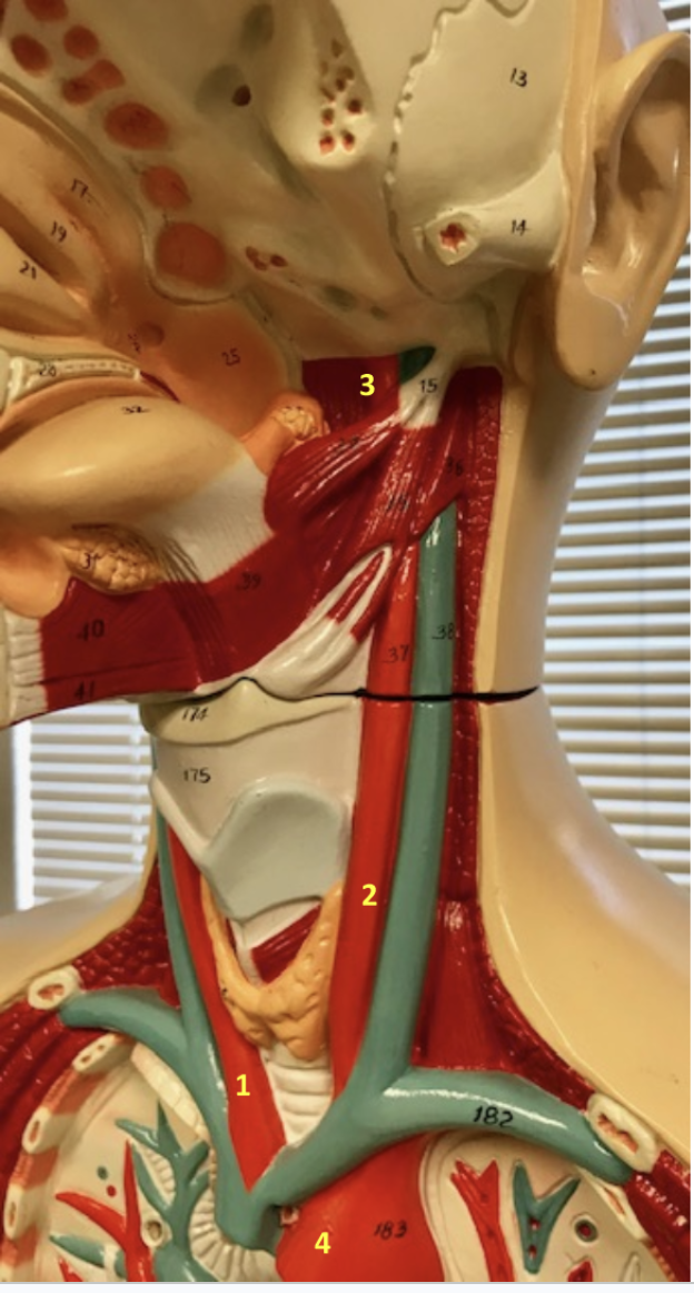 <p>Thorax/Neck</p><p>1.Right common carotid artery</p><p>2.Left common carotid artery</p><p>3.Left internal carotid artery: Supplies brain with blood. enters directly into skull</p><p>4. Aortic arch</p><p></p>