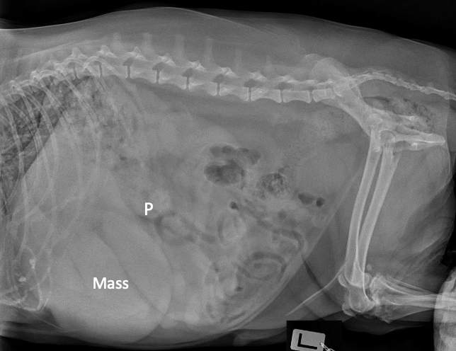 <p>a mass in cranial abdomen is most commonly ….</p>