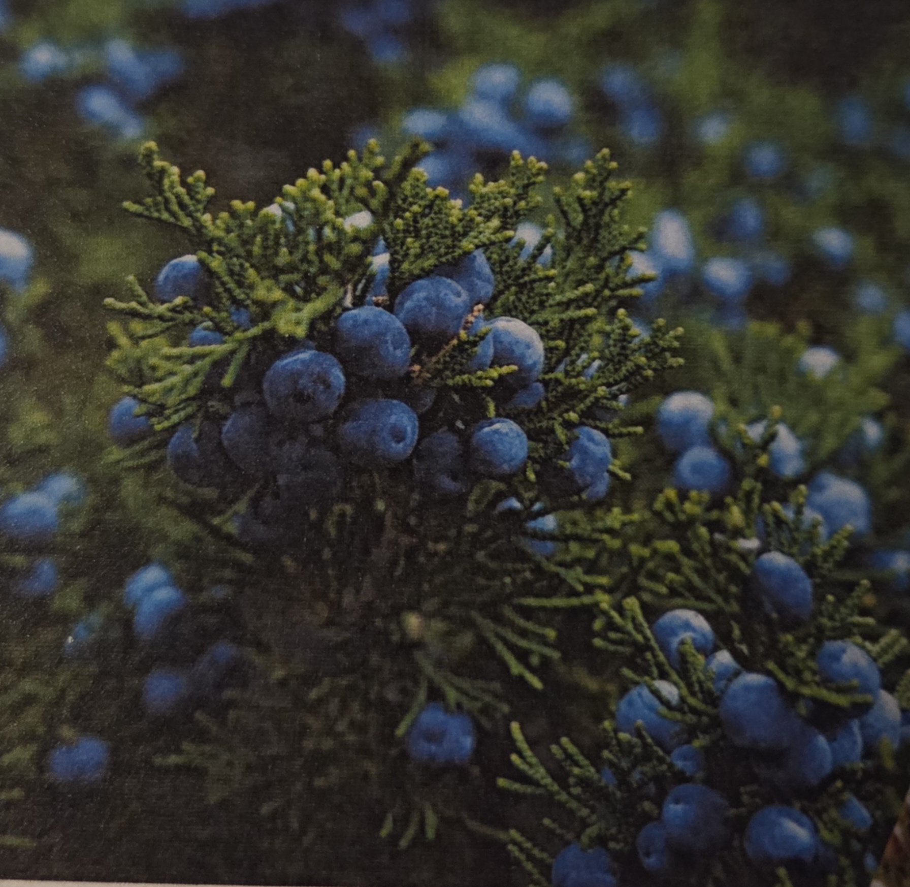 <p> Common Juniper:</p><ul><li><p class="has-focus">Juniper and Cedar have similar needle.</p></li></ul><ul><li><p class="has-focus">Common Juniper has more coral like, full compassion, needle pattern</p></li></ul><p></p>