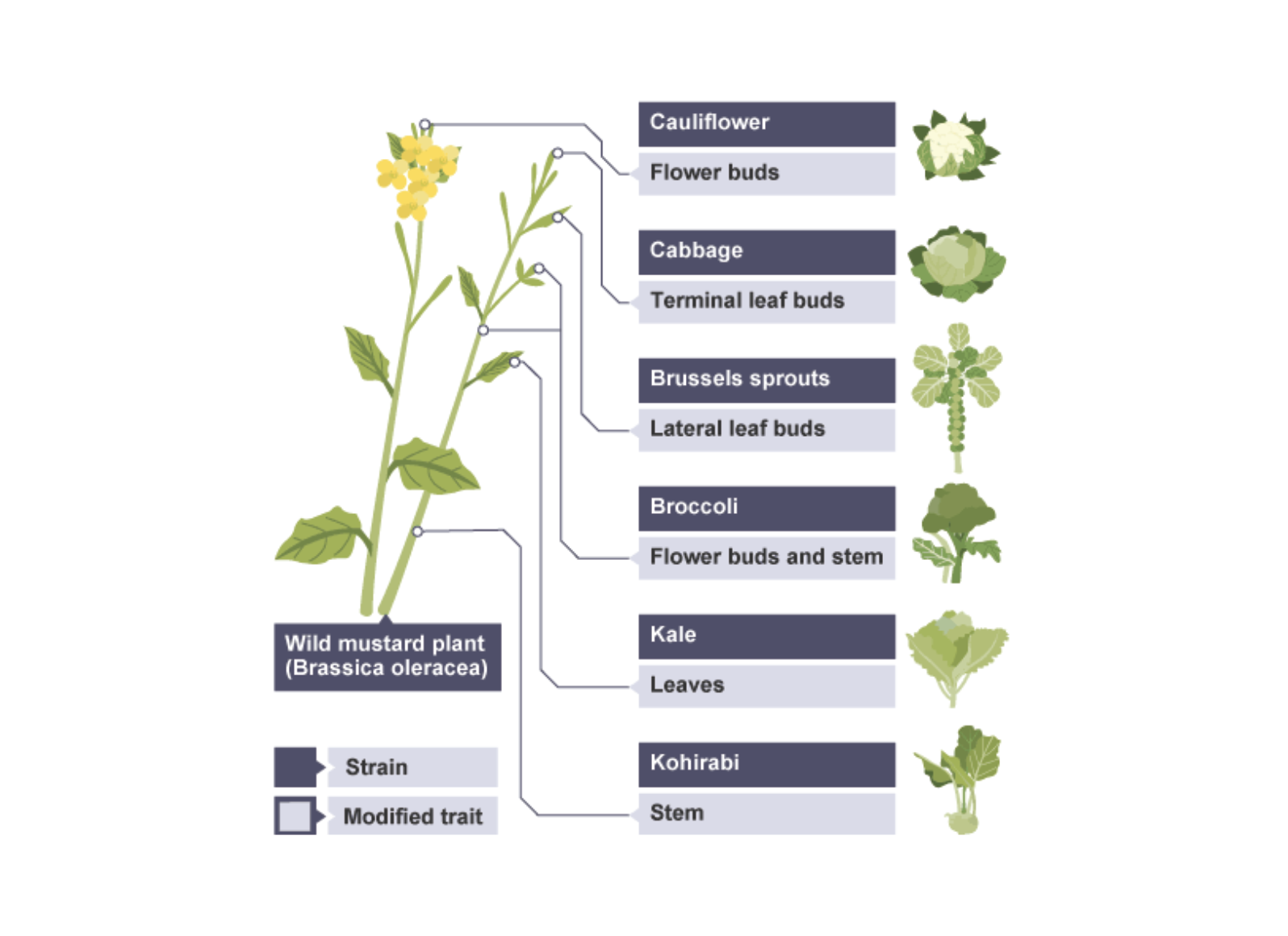 <p>Selective Breeding</p>